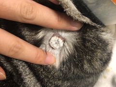 -北京博爱动物医院有限公司