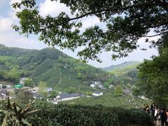 -龙井村