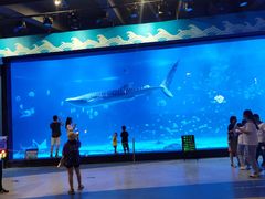 -烟台海昌鲸鲨海洋公园