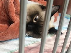 -艾吉宠物医院·疑难杂症转诊中心·猫友好(碧江路院)
