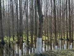 -桤木河湿地公园