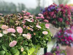 -荷兰花海