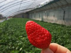 -大自然农场蔬菜草莓采摘园