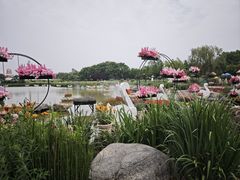 -荷兰花海