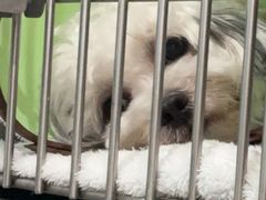 -贝利宠物医院·骨科·眼科·肿瘤转诊中心(南坪诊疗中心)