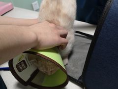 -乐派堂宠物医院·猫友好· 心脏科(东街店)