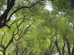 -光明刘冰乳鸽店(光明法政北路店)