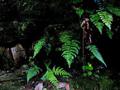 -南山植物园