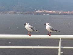 -海埂大坝