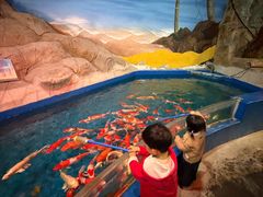 -芜湖新华联大白鲸海洋公园