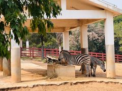 -石家庄市动物园