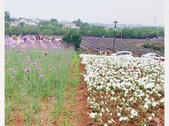 -大塘金香草谷
