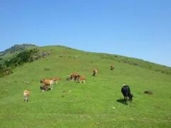 -大姆山草场
