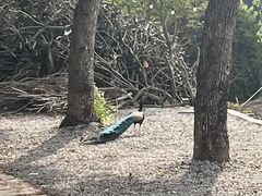 -不觉晓CAMPING(上海迪士尼营地店)