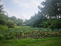 -金山植物公园