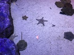 -暹罗海洋世界