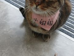 -关爱宠物医院·猫科中心·消化科(滨湖万达分院)