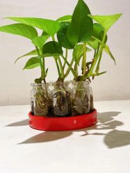 -SILKTONE诗丽堂美容