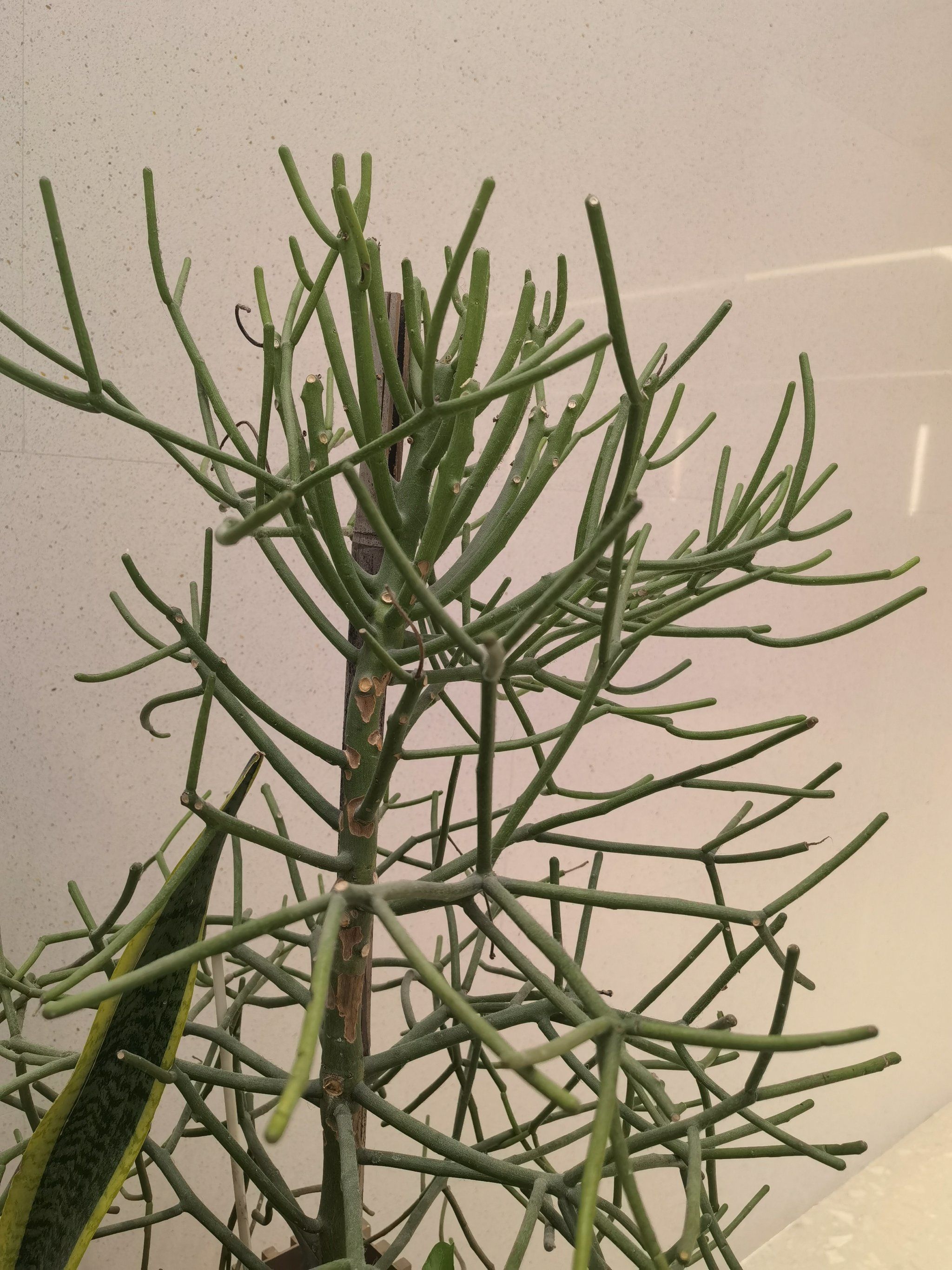 每天认识一种植物|绿玉树