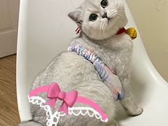 -糯米喵星人总部直营旗舰店·猫舍·幼猫出售
