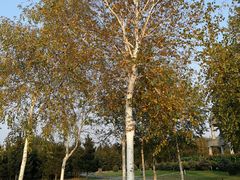 景点-长春公园(普阳街道)