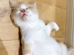 -东方名猫馆·英短金渐层布偶猫舍(环线广场1号楼店)