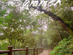 -上海佘山国家森林公园天马山园