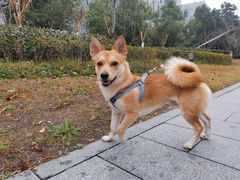 -佳雯宠物医院·皮肤科·内外科(春晓路分院)