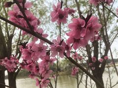 -塘沽森林公园