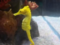 -暹罗海洋世界