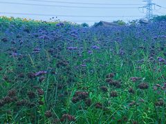 -紫颐香薰山谷景区