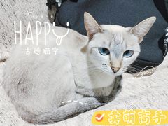 -藏猫猫咖啡主题馆(中央大道店)