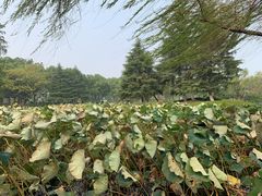 -金银湖国家城市湿地公园