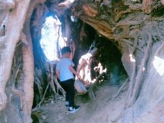 -瑞丽独树成林风景区