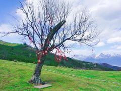 -硗碛藏寨·神木垒景区