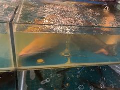 -特色酱椒鱼私房菜(黄鹤楼店)