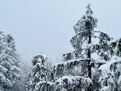 -武陵山森林公园