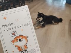 -柴迷FANS CLUB·柴犬狗咖·猫咖
