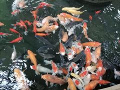 -南宫五洲植物乐园