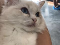 -瞄一喵猫咖(格力海岸店)