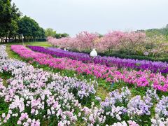 -天适樱花悠乐园