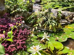 -中国科学院西双版纳热带植物园