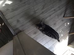 海边的猫和咖啡馆-海边的猫和咖啡馆