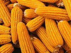 -商洛老君山旅游风景区