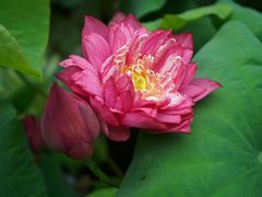 -郭庄茶室