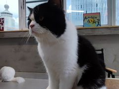 -Heymao猫咖.咖啡厅(东门店)