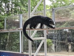 -清迈夜间动物园