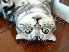 -Catmate·猫肥家润(金润铂宫店)
