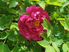 -石家庄市植物园