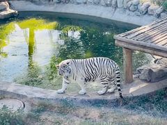 -石家庄市动物园